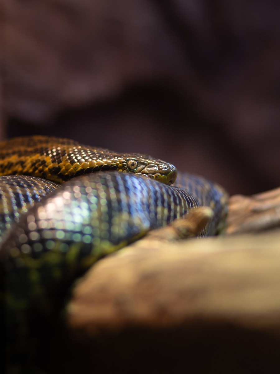 Un serpent.
